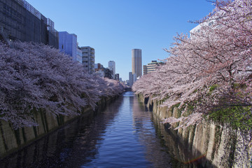 Fototapeta premium River with flowers Sakura during spring, cherry blossom in a beautiful day