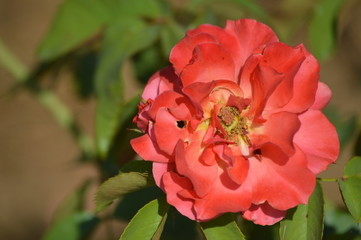 Thomasville rose garden 0278