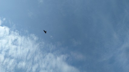 seagull flying in the blue sky