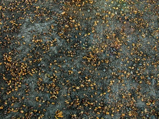 acorns fallen from oak tree