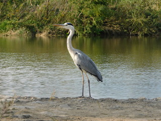 淀川のワンドの岸にたたずむアオサギ