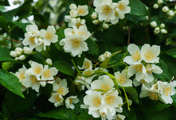 Obraz na płótnie Canvas Jasmine bush sprinkled with white flowers in the garden after the rain.