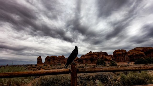 animated cinemagraph of raven sitting on fencepost in arches national park. the moving background makes the image appear to have a timelapse effect.