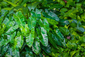Green grass texture background. It best for creative, wallpaper, and abstract.