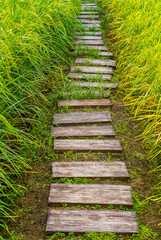 Obraz premium Pathways in green rice fields to nature