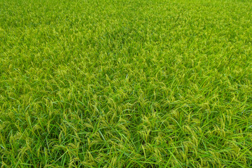 texture field rice background