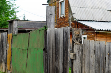 Cat sitting on a wooden fence behind the gate and a private house in the Yakut village.