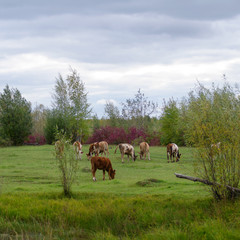 Fototapeta na wymiar Young Yakut Northern bulls cows eat grass in a green meadow among the small trees near the swamp.