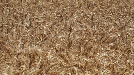 Gold Wheat Field. Beautiful Landscape. Background of ripening ears of meadow wheat field. Summer time