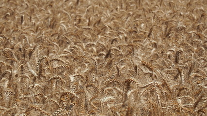 Gold Wheat Field. Beautiful Landscape. Background of ripening ears of meadow wheat field. Summer time