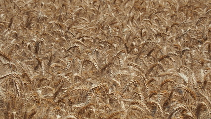 Gold Wheat Field. Beautiful Landscape. Background of ripening ears of meadow wheat field. Summer time