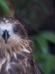 Hawk bird portrait - hawk eye