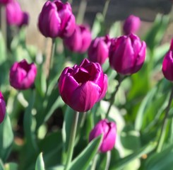 tulips in the garden