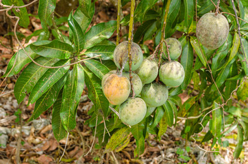 Common Mangoes Outside
