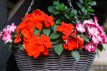 Multi-colored flowering balsam bushes in a flower pot.