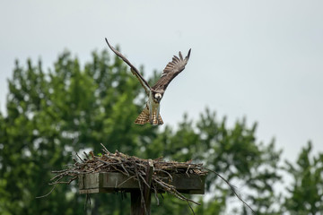 Western osprey  flying above the nest - osprey nest platform.