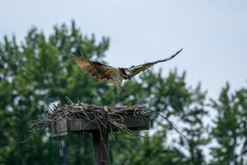 Western osprey,(Pandion haliaetus) 