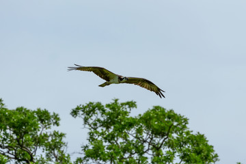 Western osprey in flight,nature scene from Wisconsin