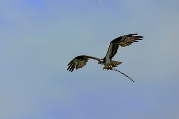 Osprey brings the material for the building of the nest - osprey nest platform.