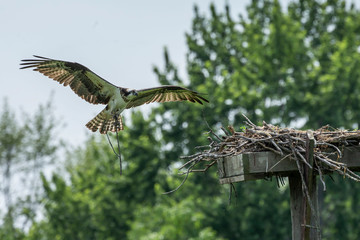 Western osprey  flying above the nest - osprey nest platform.