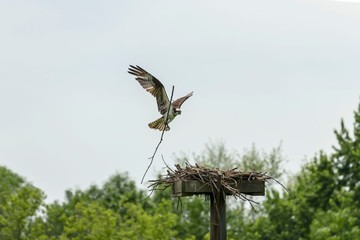 Osprey brings the material for the building of the nest - osprey nest platform.