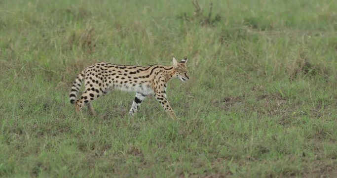 Serval cat stalking in the long grass in the Maasai Masai Mara in Kenya, East Africa. 