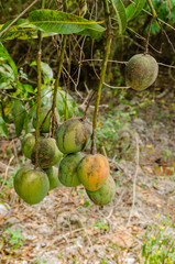 Common Mango Bunch