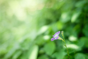 Choose the focus point on the flower,Fresh greenn background with copy space