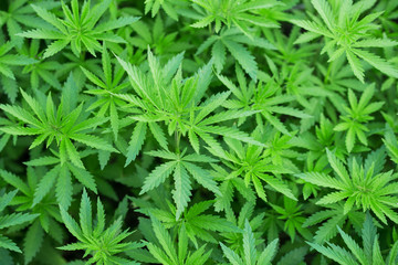 background of green leaves