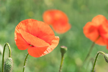 poppy in field