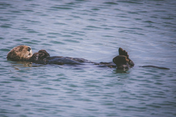 Naklejka premium Otter behavior in Moss Landing, CA.
