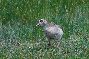 Egyptian goose (Alopochen aegyptiaca)