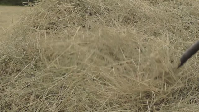 Farmer turning haystack with fork