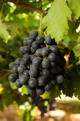 grapes on the vine