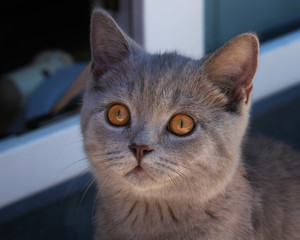 Graues Brtisch Kurzhaar Kitten mit braunen Augen