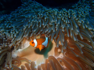 Clown fish  hiding inside anemone coral