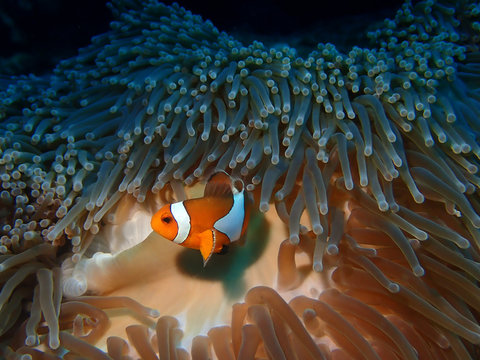 Clown fish  hiding inside anemone coral