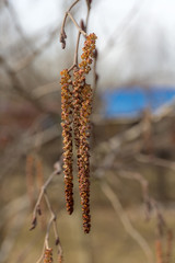 alder catkin in the spring