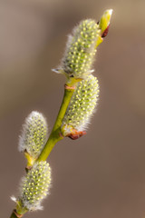 green willow buds in spring