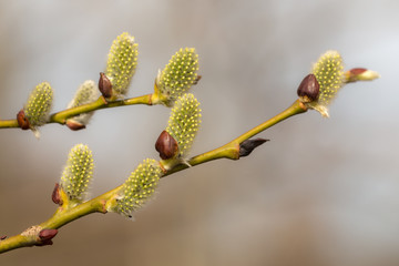 green buds in spring