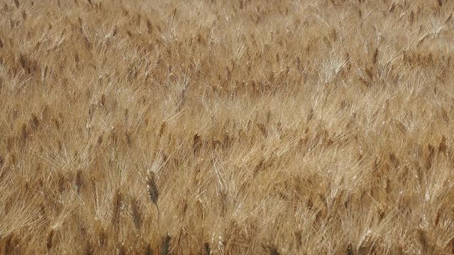 Gold Wheat Field. Beautiful Landscape. Background of ripening ears of meadow wheat field. Summer time