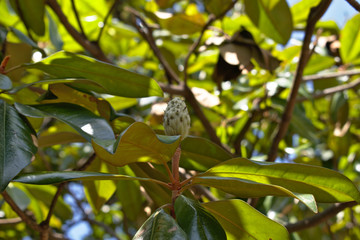 Magnolia Tree Almost to Bloom Seed