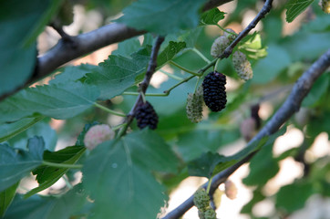 Close up of mulberries growing on mulberry tree branch, mulberries hanging on a branch, mulberry...