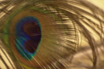 Naklejka premium Lighting of two worlds feather