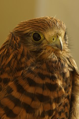 Junger Turmfalke - close-up