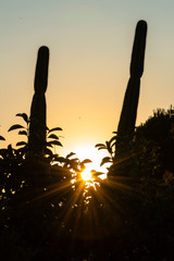 Beautiful Summer Sunset with a Cactus Silhouette, Sicily, Italy, Europe