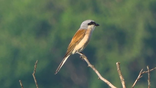 red-backed shrike sits on a dry branch of a tree in a meadow.