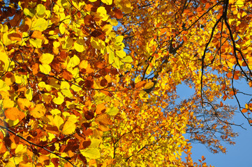 Looking up at the yellow autumn leaves of a tree and the blue sky through them. 