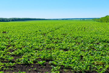 Fototapeta na wymiar farm planting vegetables in a field of green rows