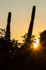 Beautiful Summer Sunset with a Cactus Silhouette, Sicily, Italy, Europe